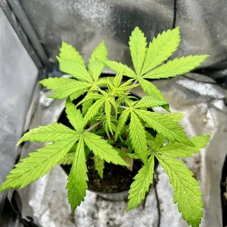 👑RQS 👑- Quick One - auto