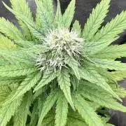 👑RQS 👑- Quick One - auto