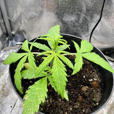 👑RQS 👑- Quick One - auto