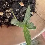 Auto Black Opium by Divine Seeds