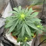 🌕 Auto Moon Rock 🌕 - Divine Seeds