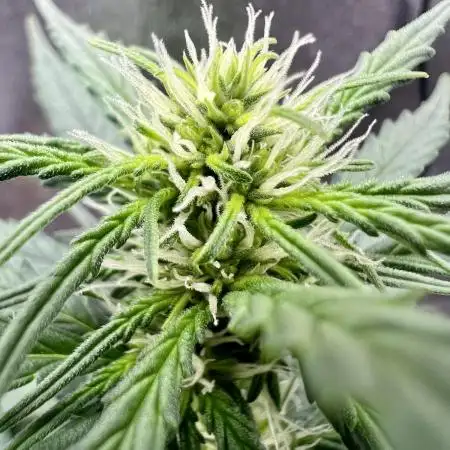 Auto Black Opium by Divine Seeds