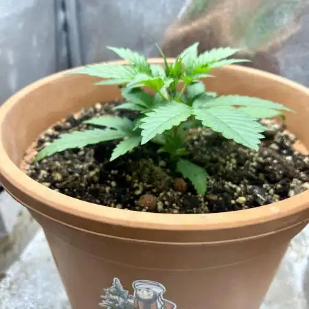 🌕 Auto Moon Rock 🌕 - Divine Seeds