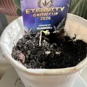 🥦Sticky Broccoli Auto🥦 by Zamnesia