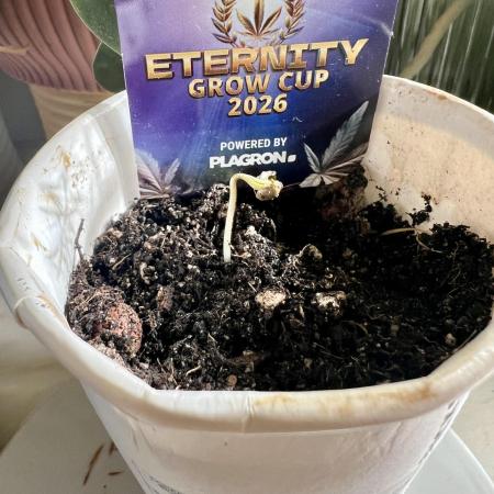 🥦Sticky Broccoli Auto🥦 by Zamnesia