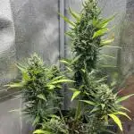 Auto Black Opium by Divine Seeds