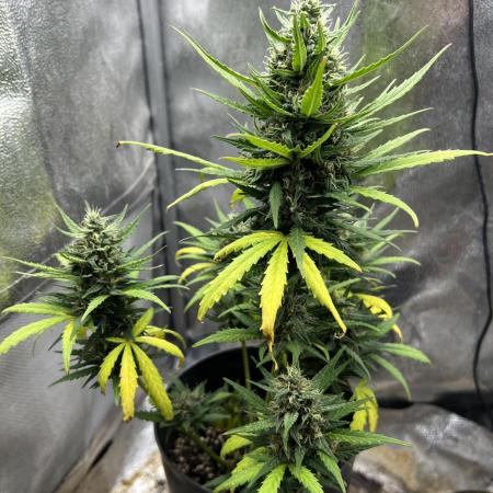 Auto Black Opium by Divine Seeds