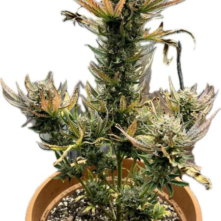 🌕 Auto Moon Rock 🌕 - Divine Seeds