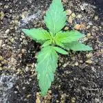 Auto Black Opium by Divine Seeds