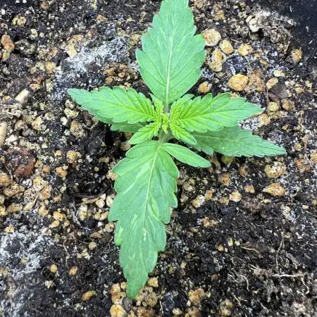 Auto Black Opium by Divine Seeds