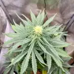 🌕 Auto Moon Rock 🌕 - Divine Seeds