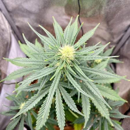 🌕 Auto Moon Rock 🌕 - Divine Seeds