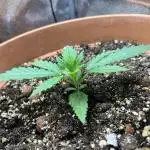 🌕 Auto Moon Rock 🌕 - Divine Seeds