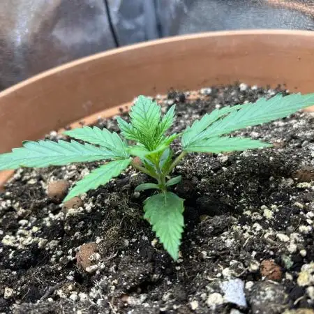 🌕 Auto Moon Rock 🌕 - Divine Seeds