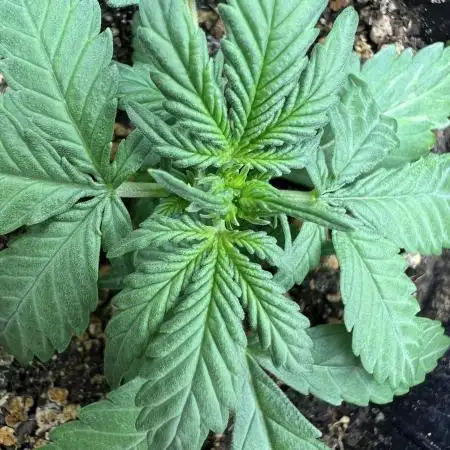 Auto Black Opium by Divine Seeds