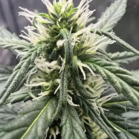 Auto Black Opium by Divine Seeds