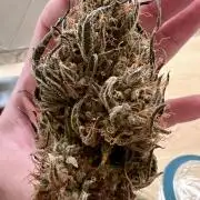 🌕 Auto Moon Rock 🌕 - Divine Seeds