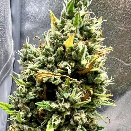 Auto Black Opium by Divine Seeds