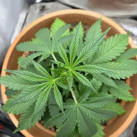🌕 Auto Moon Rock 🌕 - Divine Seeds