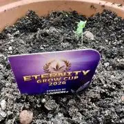 🥦Sticky Broccoli Fem🥦 by Zamnesia