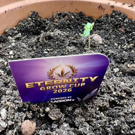 🥦Sticky Broccoli Fem🥦 by Zamnesia