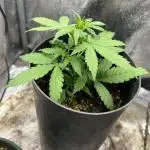 Auto Black Opium by Divine Seeds