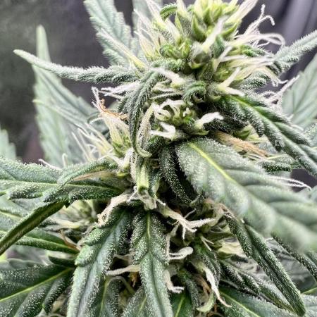 Auto Black Opium by Divine Seeds