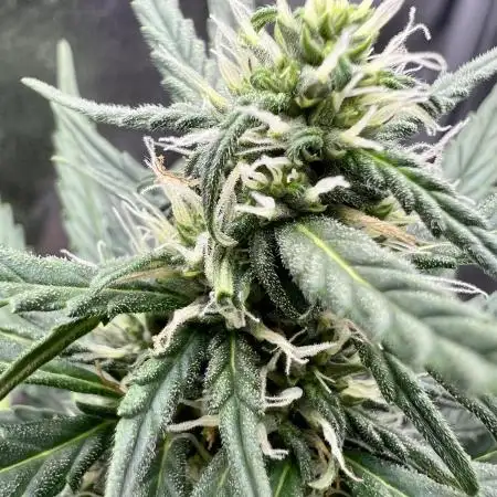 Auto Black Opium by Divine Seeds