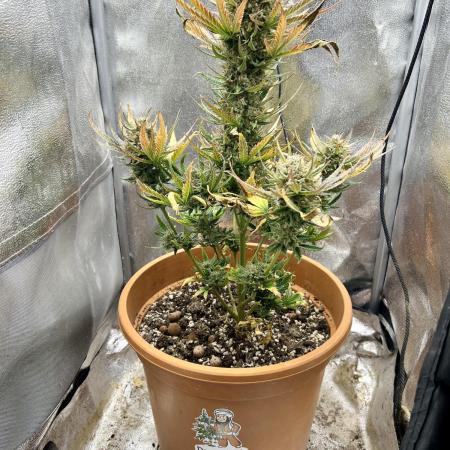 🌕 Auto Moon Rock 🌕 - Divine Seeds