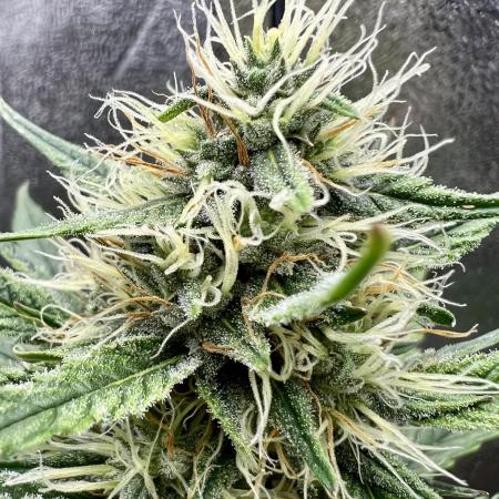 🌕 Auto Moon Rock 🌕 - Divine Seeds