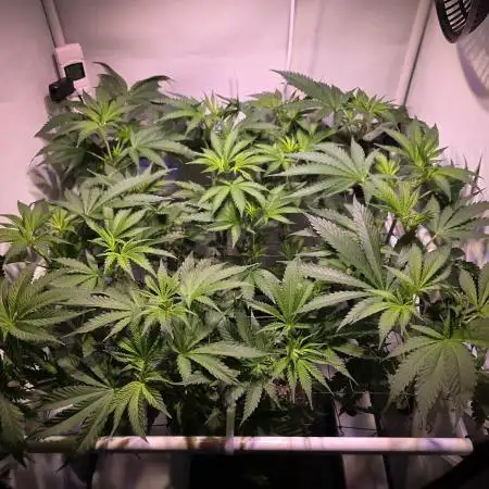 Cookies Gelato (Grow 57)