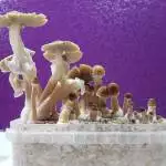 Psilocybe c. Mexican (Supa Gro)