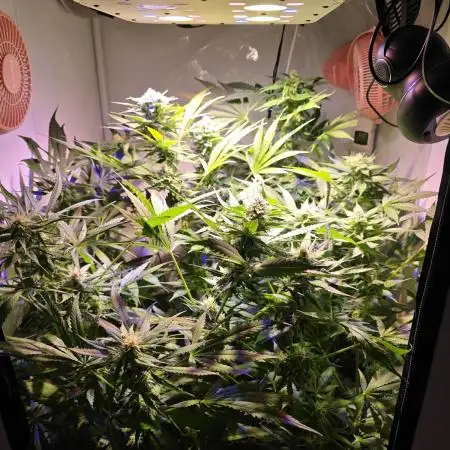 Cookies Gelato (Grow 57)