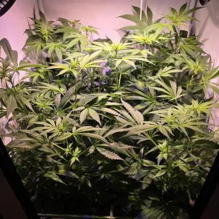 Cookies Gelato (Grow 57)