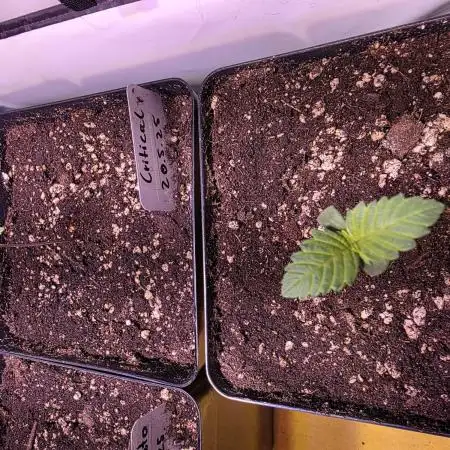 Critical (Grow 57)