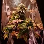 Solomatic CBD (Grow 20)