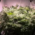 Cookies Gelato (Grow 57)