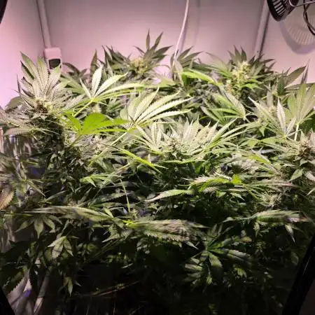 Cookies Gelato (Grow 57)