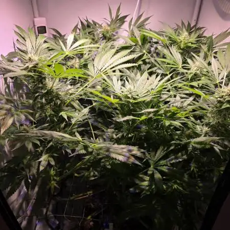 Cookies Gelato (Grow 57)