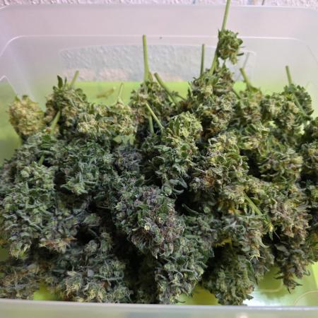 Cookies Gelato (Grow 57)