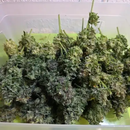 Cookies Gelato (Grow 57)