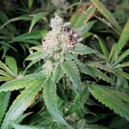 Fat Banana (Grow 28)