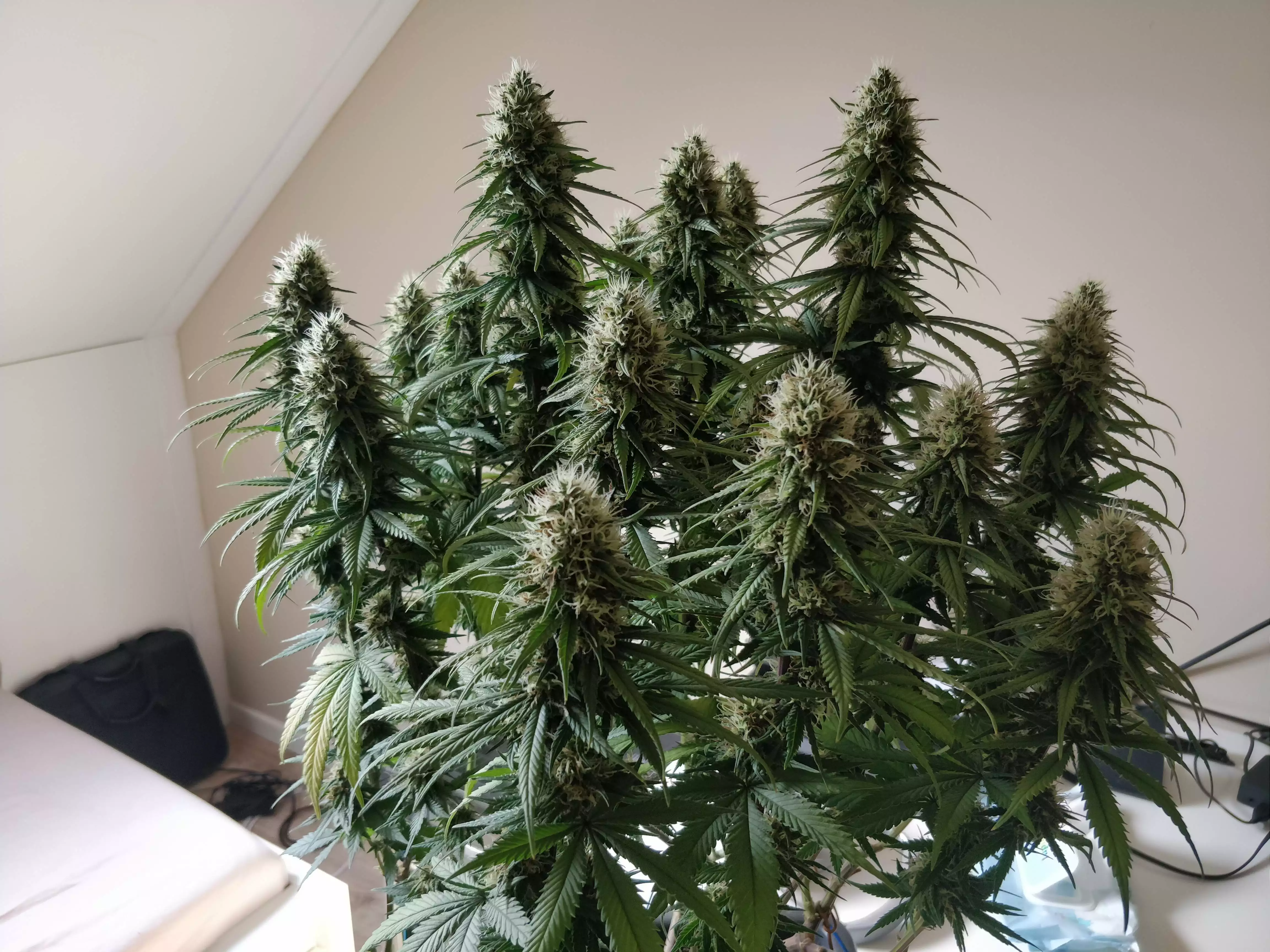 Moby Dick CBD Seeds by Dinafem - GrowDiaries