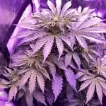 Auto Blueberry Delight