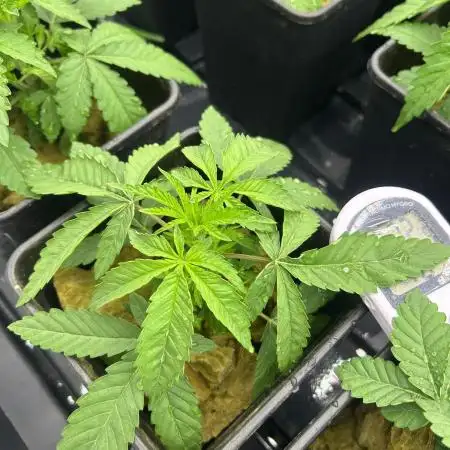 Coco milk - perfect tree seeds