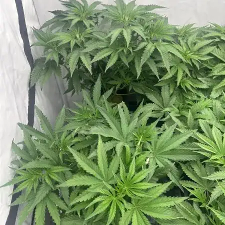 LH2P - perfect tree seeds