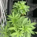 Coco milk - perfect tree seeds