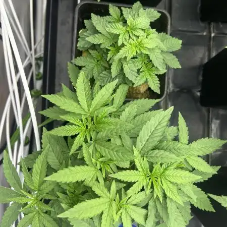 Coco milk - perfect tree seeds