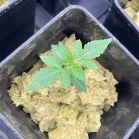 Rainbow triangle - perfect tree seeds