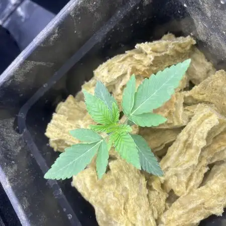 Coco milk - perfect tree seeds